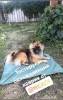 Фотография к отзыву - Охлаждающий коврик для собак, 50 см*70 см