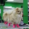 Фотография к отзыву - Сапожки резиновые для собак, L, розовые