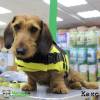 Фотография к отзыву - Спасательный жилет для собак Trixie, S, желто-черный